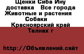 Щенки Сиба Ину доставка - Все города Животные и растения » Собаки   . Красноярский край,Талнах г.